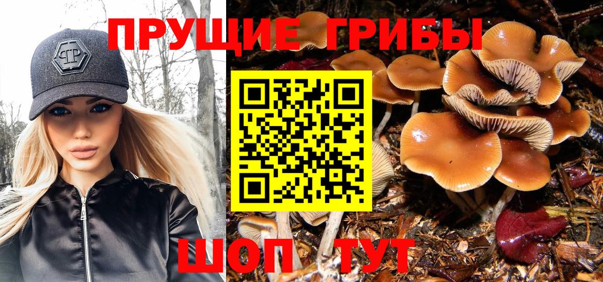 Псилоцибиновые грибы GOLDEN TEACHER Борисоглебск